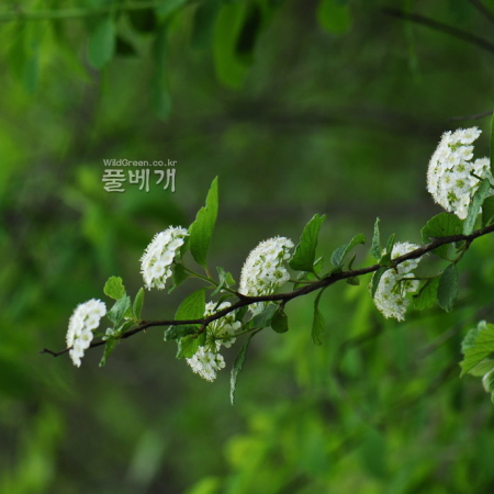 당조팝나무(Spiraea chinensis Maxim.) : 통통배