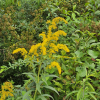 미국미역취(Solidago serotina Aiton) : 꽃마리
