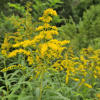 미국미역취(Solidago serotina Aiton) : 꽃마리