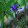 난장이붓꽃(Iris uniflora var. caricina Kitag.) : 통통배