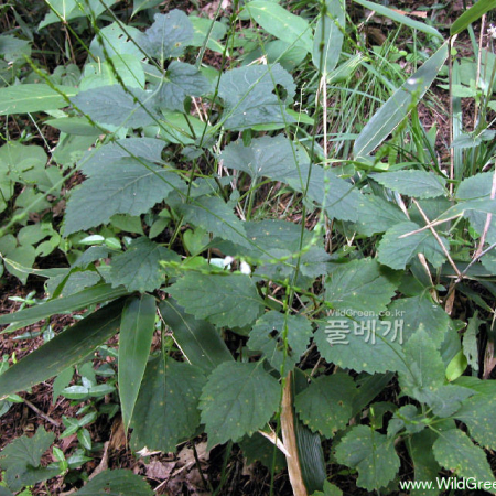 파리풀(Phryma leptostachya L. var. oblongifolia (Koidz.) Honda) : habal