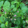 멍석딸기(Rubus parvifolius L.) : 들국화