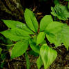 점박이천남성(Arisaema serratum (Thunb.) Schott) : 통통배