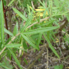 가는잎쑥(Artemisia subulata Nakai) : 고들빼기