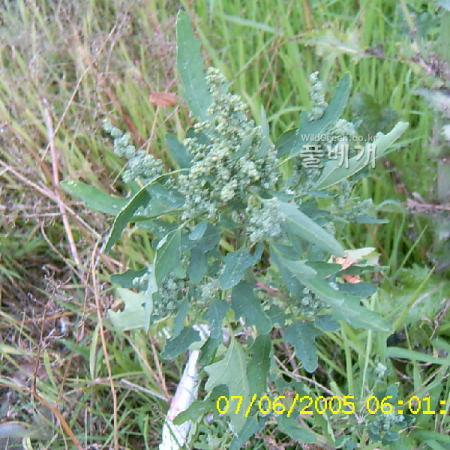 좀명아주(Chenopodium ficifolium Smith) : 현촌