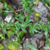 갯톱풀(Achillea alpina L. subsp. pulchra (Koidz.) Kitam.) : 산들꽃