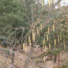 자작나무(Betula pendula Roth) : 꽃사랑