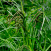 삿갓사초(Carex dispalata Boott) : 청암