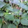 파리풀(Phryma leptostachya L. var. oblongifolia (Koidz.) Honda) : habal