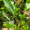 시로미(Empetrum nigrum L. subsp. asiaticum (Nakai ex H.It?) Kuvaev) : 도리뫼