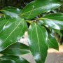 생달나무 : 청암