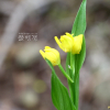 금난초(Cephalanthera falcata (Thunb. ex A.Murray) Blume) : 바지랑대