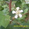 산딸기(Rubus crataegifolius Bunge) : 현촌