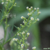 망초(Erigeron canadensis L.) : 설뫼