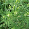 돼지풀(Ambrosia artemisiifolia L.) : 들국화