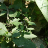 북분취(Saussurea mongolica (Franch.) Franch.) : 무심거사