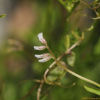 새완두(Vicia hirsuta (L.) Gray) : 塞翁之馬