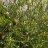 새완두(Vicia hirsuta (L.) Gray) : 塞翁之馬