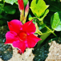만데빌라 : 꽃사랑한동구