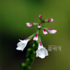 파리풀(Phryma leptostachya L. var. oblongifolia (Koidz.) Honda) : 가야
