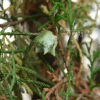측백나무(Platycladus orientalis (L.) Franco) : 현촌