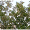 아까시나무(Robinia pseudoacacia L.) : 塞翁之馬