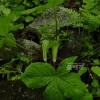 둥근잎천남성(Arisaema amurense Maxim.) : 통통배
