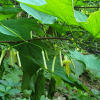 박쥐나무(Alangium platanifolium var. trilobum (Miq.) Ohwi) : 晴嵐