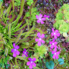 벌레잡이제비꽃(Pinguicula vulgaris var. macroceras (Link) Herder) : 꽃사랑