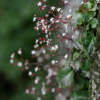 참바위취(Micranthes oblongifolia (Nakai) S.Akiyama & H.Ohba) : 산들꽃