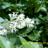 쥐똥나무(Ligustrum obtusifolium Siebold & Zucc.) : 현촌