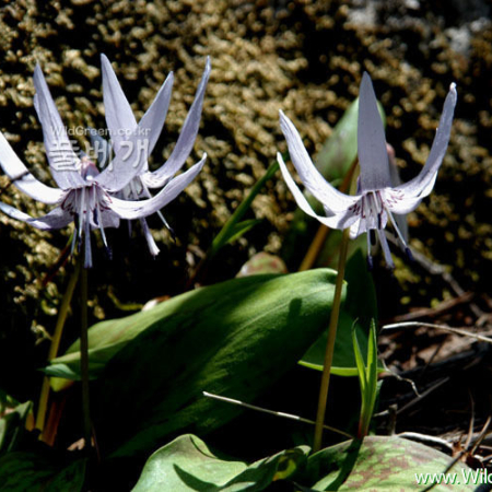 얼레지(Erythronium japonicum (Balrer) Decne.) : 河志