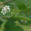 산딸기(Rubus crataegifolius Bunge) : 벼루