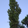 양버들(Populus nigra var. italica Koehne) : 현촌