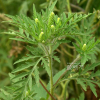 돼지풀(Ambrosia artemisiifolia L.) : 산들꽃