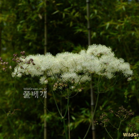 꿩의다리(Thalictrum aquilegiifolium L. var. sibiricum Regel & Tiling) : 塞翁之馬