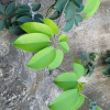 멀꿀(Stauntonia hexaphylla (Thunb.) Decne.) : 산들꽃