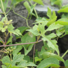 가새잎개머루(Ampelopsis glandulosa (Wall.) Momiy. var. heterophylla (Thunb.) Momiy. f. citrulloides (Lebas) Momiy.) : 무심거사