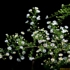 미국쑥부쟁이(Symphyotrichum pilosum (Willd.) G.L.Nesom) : 벼루