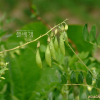 황기(Astragalus penduliflorus Lam. var. dahuricus (DC.) X.Y. Zhu) : 塞翁之馬