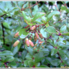 섬매발톱나무(Berberis amurensis var. quelpaertensis Nakai) : 통통배