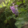 벌완두(Vicia amurensis Oett.) : 청암