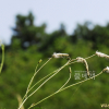 긴오이풀(Sanguisorba longifolia Bertol.) : 버들피리