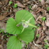 광릉요강꽃(Cypripedium japonicum Thunb. ex Murray) : 무심거사