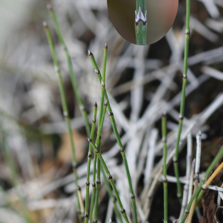 좀속새(Equisetum scirpoides Michx.) : 무심거사
