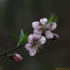 산복사나무(Prunus davidiana (Carriere) Franch.) : 산들꽃