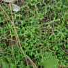 처녀이끼(Hymenophyllum wrightii Bosch) : 꽃천사