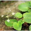 참바위취(Micranthes oblongifolia (Nakai) S.Akiyama & H.Ohba) : 산들꽃