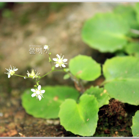 참바위취(Micranthes oblongifolia (Nakai) S.Akiyama & H.Ohba) : 능선따라