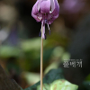 얼레지(Erythronium japonicum (Balrer) Decne.) : 한라산길